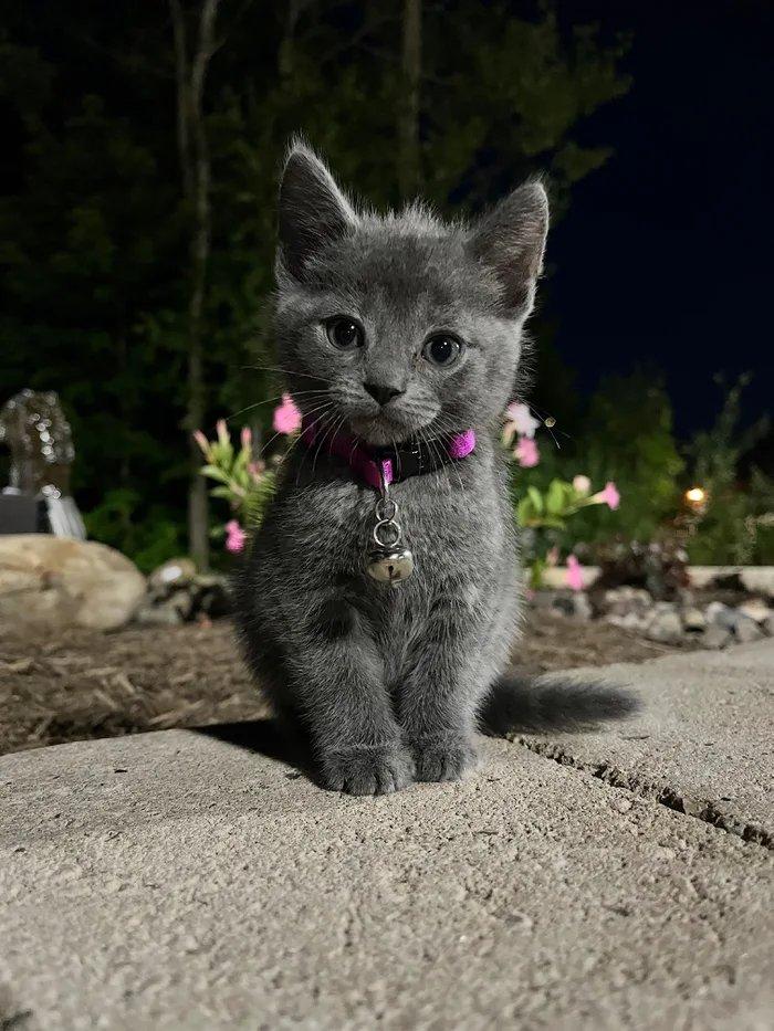 ﻿л,-\ -,котёнок,милота,мимими