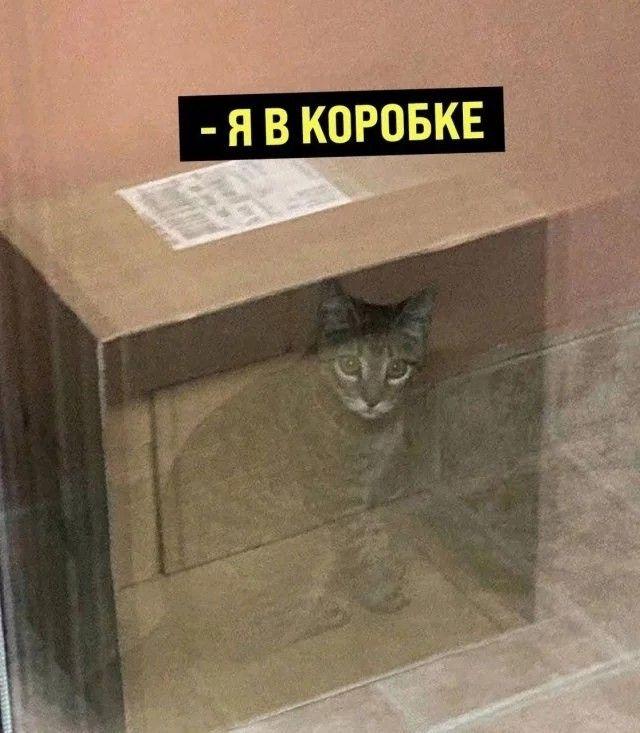 ﻿- fl В КОРОБКЕ,кот шрёдингера,длиннопост
