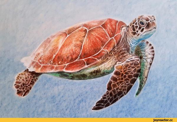 красивые картинки,art,арт,Traditional art,animal art,морская черепаха,GunterAngriff
