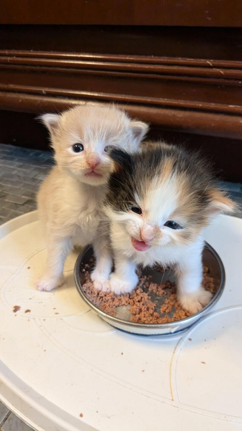 личинка котэ,котэ,прикольные картинки с кошками,маленькость,котёнок