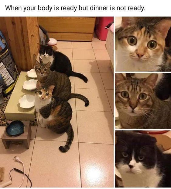 ﻿When your body is ready but dinner is not ready.,много котов,котэ,прикольные картинки с кошками,,cats,pun intended