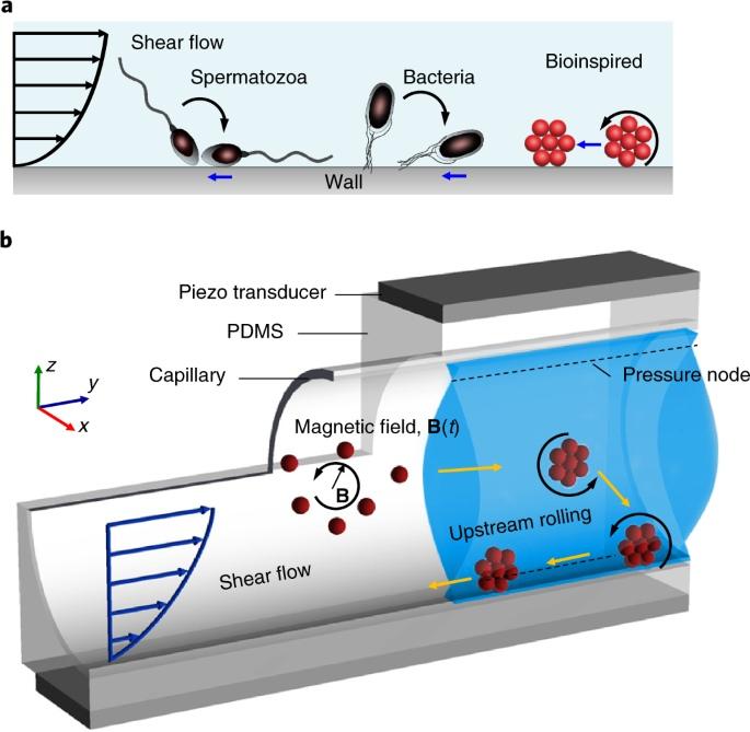 наука,медицина,микробиология,роботы aShear flowSpermatozoaBacteriaWallBioinspired,наука,медицина,микробиология,роботы