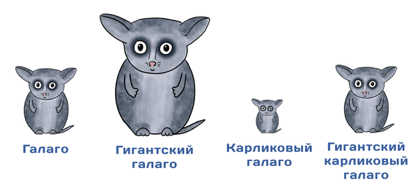 ﻿Галаго Гигантский галаго Карликовый галаго Гигантский карликовый галаго,новости,примат