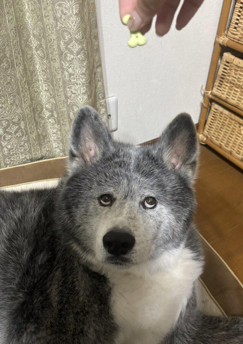 ﻿ щ » ▼'"Т-* г -,собака,собакен, песель, пес,Акита-ину,dog