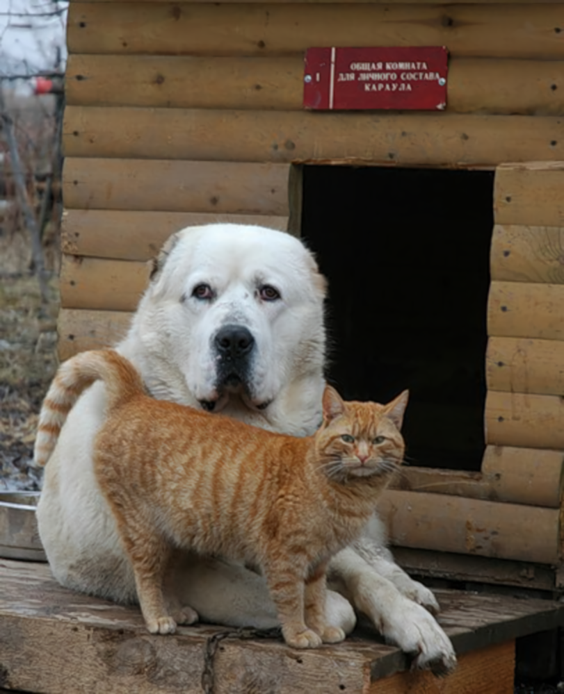 собакен,кот,алабай