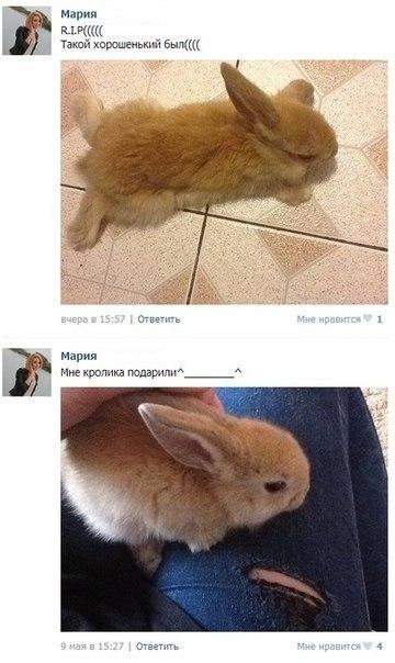 ﻿Мария М.Р((((( Такой хорошенький 6ыл(((( * вчера в 15:57 I Ответить Мария Мне кролика подарилиА______________л Мне нравится 9 мая 8 15:27 | Ответить Мне нравится,тп,убил бы,кролик,песочница