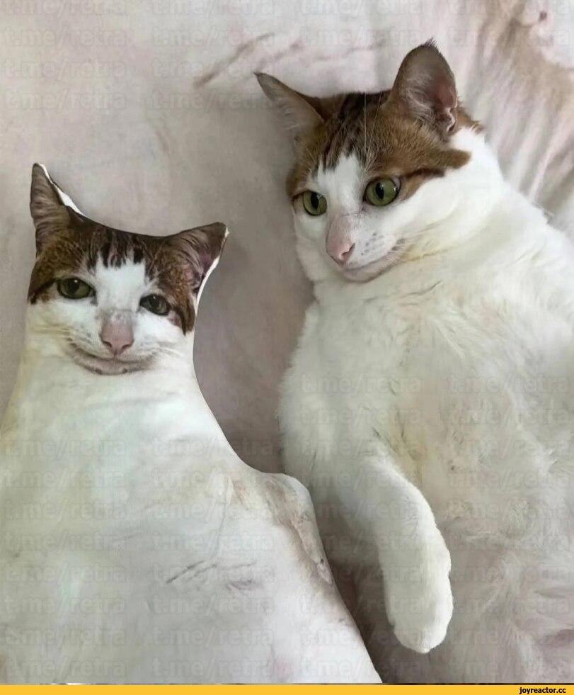 фотографии,котэ,прикольные картинки с кошками,подушка,заказчик доволен,масштабирование,photo,cats,pillow