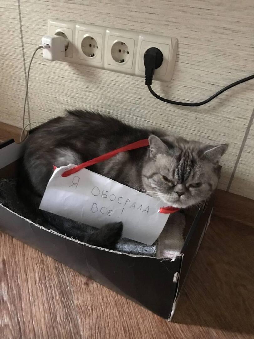 шерстяной пидорас,котэ,прикольные картинки с кошками,наказание,naughty pets,cats