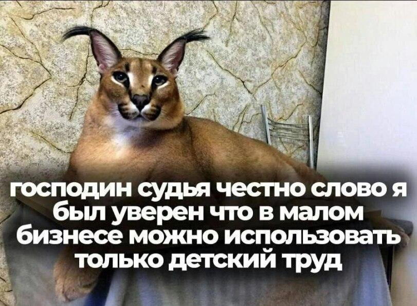 шлепа,бизнес,дети,труд,Каракал Гоша,котэ,прикольные картинки с кошками
