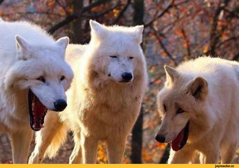 Anime,RDR, Reshotka Democratic Republic,фэндомы,Chainsawman,Laughing Wolves,Мемы,Мемосы, мемасы, мемосики, мемесы