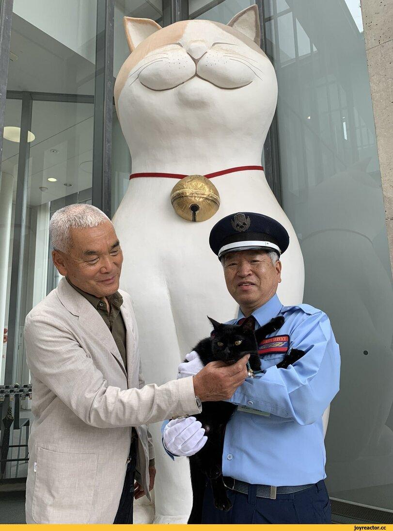 ﻿ 1 % » M(|b.í¡'‘'‘“ }{■ I,Iwago Mitsuaki,Ономити,Кен Чан и Гоу Чан,котэ,прикольные картинки с кошками,хорошее настроение,длиннопост,гиф анимация,гифки - ПРИКОЛЬНЫЕ gif анимашки