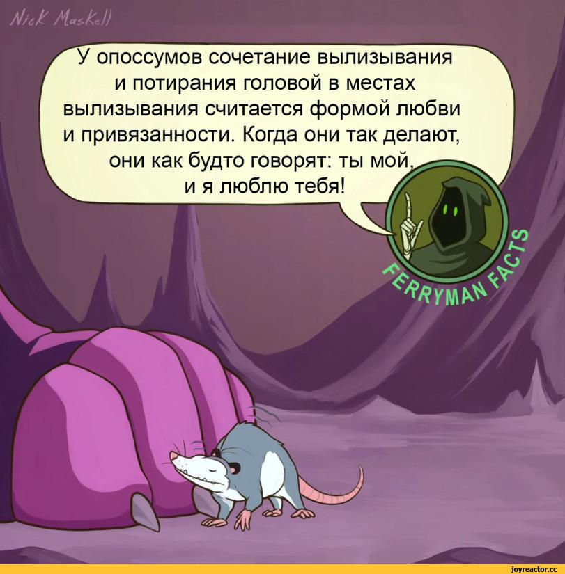 ﻿/!/бк к)) У опоссумов сочетание вылизывания и потирания головой в местах вылизывания считается формой любви и привязанности. Когда они так делают, они как будто говорят: ты мой и я люблю тебя! I к» »* со,Nick MasKell,Смешные комиксы,веб-комиксы с юмором и их переводы,опоссум,Цербер