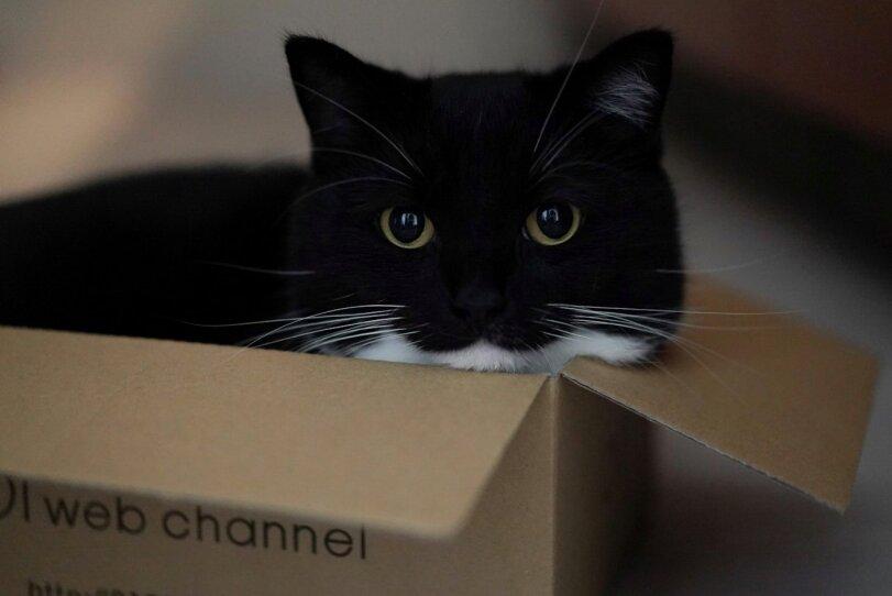 Uni (кот),кот и коробка,кот в коробке,кот,живность,зевок,the cat and the box,cat in the box,cats,,yawn