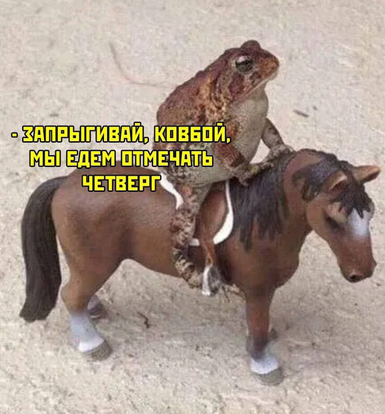 it's wednesday my dudes,жаба,Ковбой