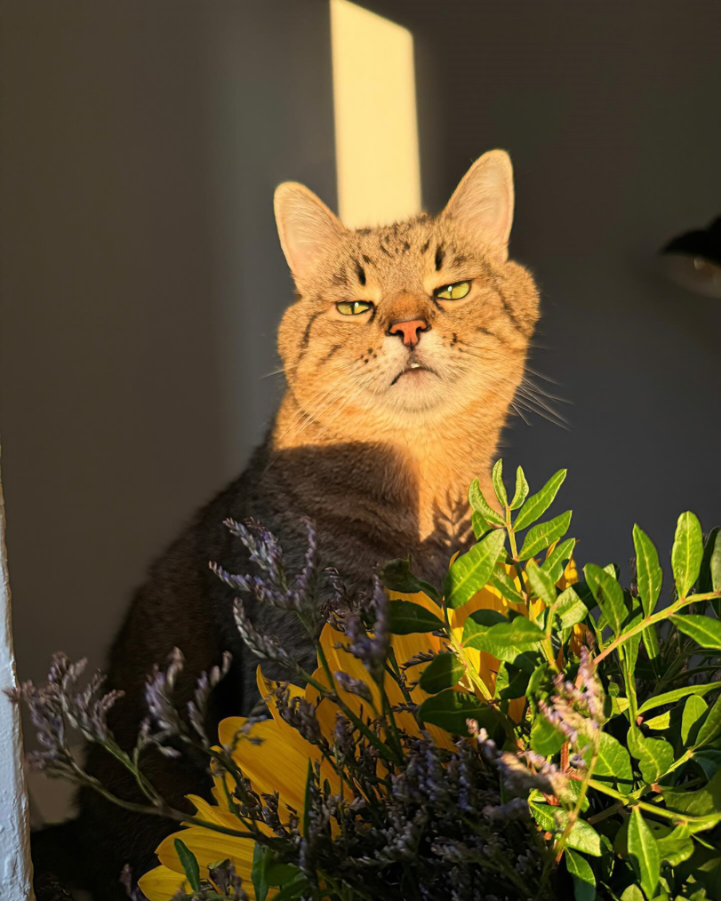 loveyouStepan,кот Степан,котэ,прикольные картинки с кошками,закат,зевок,stephania_girlcat,loveyoustepan,cats,sunset,yawn,stephania_girlcat