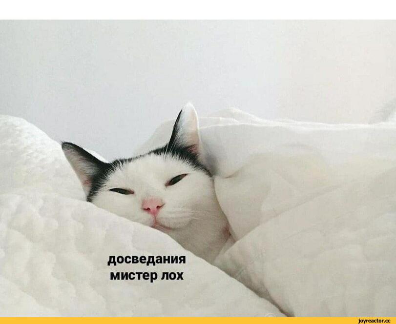 ﻿досведания мистер лох