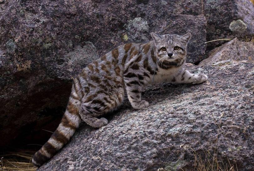 Андская кошка,живность,котэ,прикольные картинки с кошками