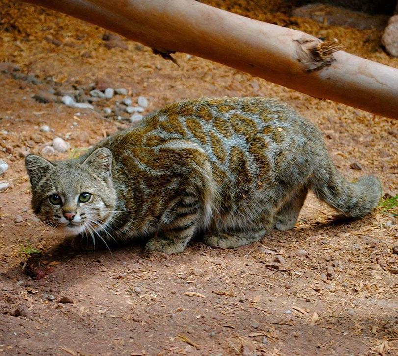 Андская кошка,котэ,прикольные картинки с кошками,живность