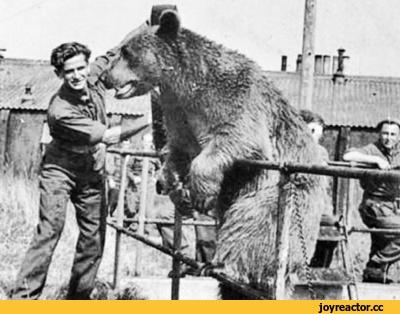 История,Польша,страны,живность,медведь История,Польша,страны,живность,медведь