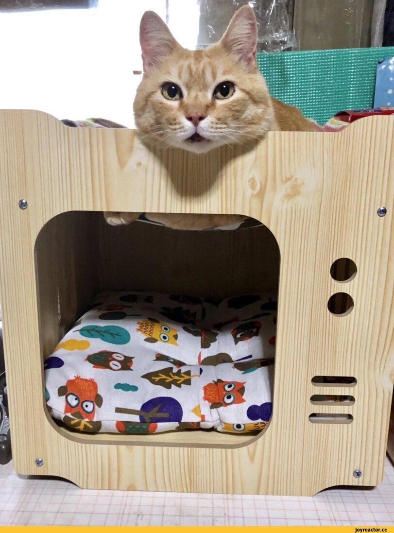 Кен Чан и Гоу Чан,котэ,прикольные картинки с кошками,праздник