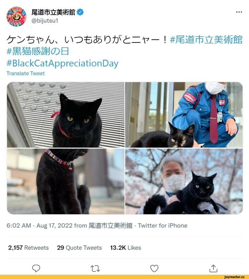 ﻿!Ш£§ШШО@b¡jutsu1#ттшшсов#BlackCatAppredat¡onDayTranslate Tweet2,157 Retweets 29 Quote Tweets 13.2K Likesил.QC,Кен Чан и Гоу Чан,котэ,прикольные картинки с кошками,черный кот
