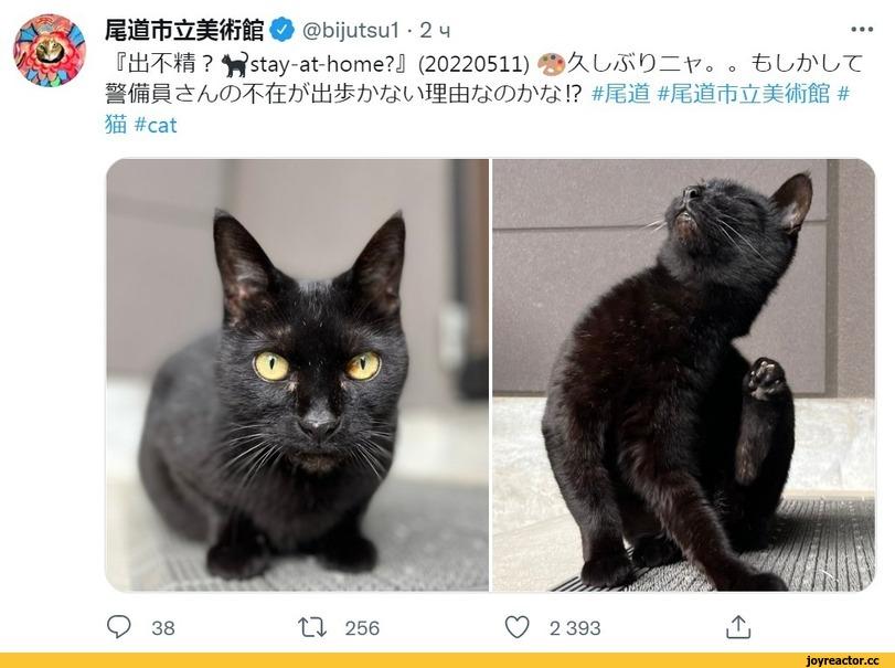 ﻿О @b¡jutsui -2ч ? tfstay-at-home?!! (20220511) o « tjüfrüT \? mm ттпшттш # Ш #cat Q 38 11 256 Ç? 2 393,Кен Чан и Гоу Чан,котэ,прикольные картинки с кошками