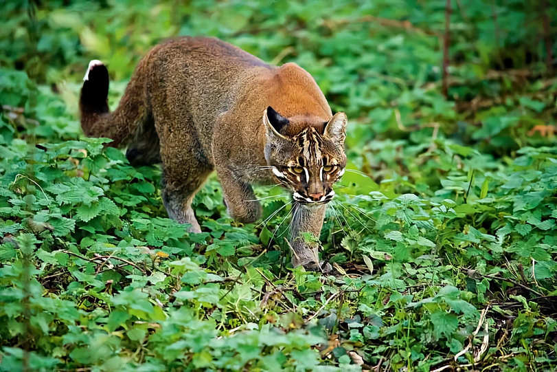 Кошка Темминка,дикие кошки,котэ,прикольные картинки с кошками,животные,длиннопост