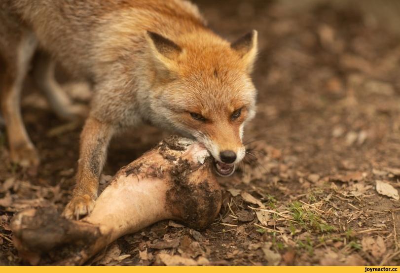 Лиса,фэндомы,живность,кость,жадность,грызь,fox,fandoms,