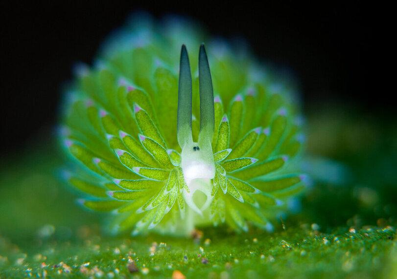 Морская овечка,Costasiella kuroshimae,sea sheep,моллюск,милота,Реактор познавательный,Книга животных