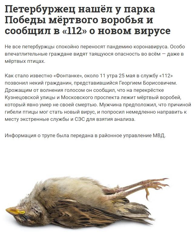 ﻿Петербуржец нашёп у парка Победы мёртвого воробья и сообщил в «112» о новом вирусе Не все петербуржцы спокойно переносят пандемию коронавируса. Особо впечатлительные граждане видят таящуюся опасность во всём - даже в мёртвых птицах. Как стало известно «Фонтанке», около 11 утра 25 мая в службу