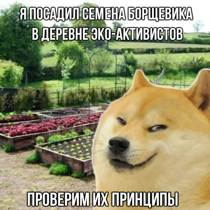 Приколы для даунов,разное,экоактивисты,борщевик