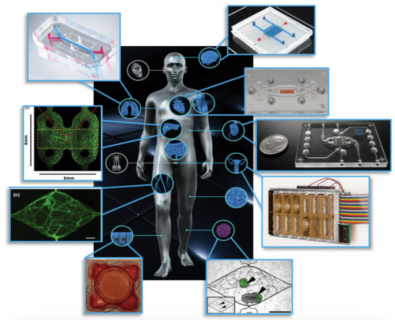 США,страны,наука,медицина,лекарства,животные,fda