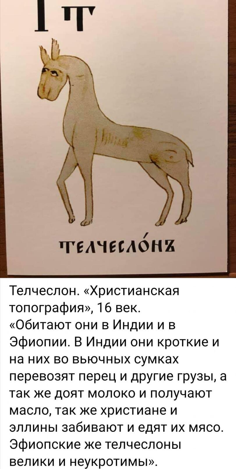 ﻿ч'елчес лонх Телчеслон.«Христианская топография», 16 век. «Обитают они в Индии и в Эфиопии. В Индии они кроткие и на них во вьючных сумках перевозят перец и другие грузы, а так же доят молоко и получают масло, так же христиане и эллины забивают и едят их мясо. Эфиопские же телчеслоны велики и