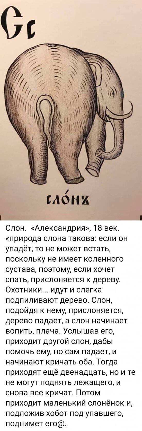 ﻿слоня Слон. «Александрия», 18 век. «природа слона такова: если он упадёт, то не может встать, поскольку не имеет коленного сустава, поэтому, если хочет спать, прислоняется к дереву. Охотники... идут и слегка подпиливают дерево. Слон, подойдя к нему, прислоняется, дерево падает, а слон начинает