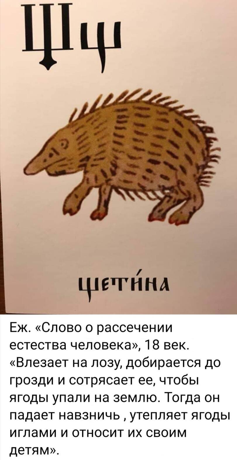 ﻿ Еж. «Слово о рассечении естества человека», 18 век. «Влезает на лозу, добирается до грозди и сотрясает ее, чтобы ягоды упали на землю. Тогда он падает навзничь, утепляет ягоды иглами и относит их своим