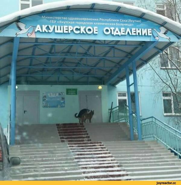 ﻿УШЕРС1С0Е OTAgAcuuc,акушеры,отделение,роддом,собаки