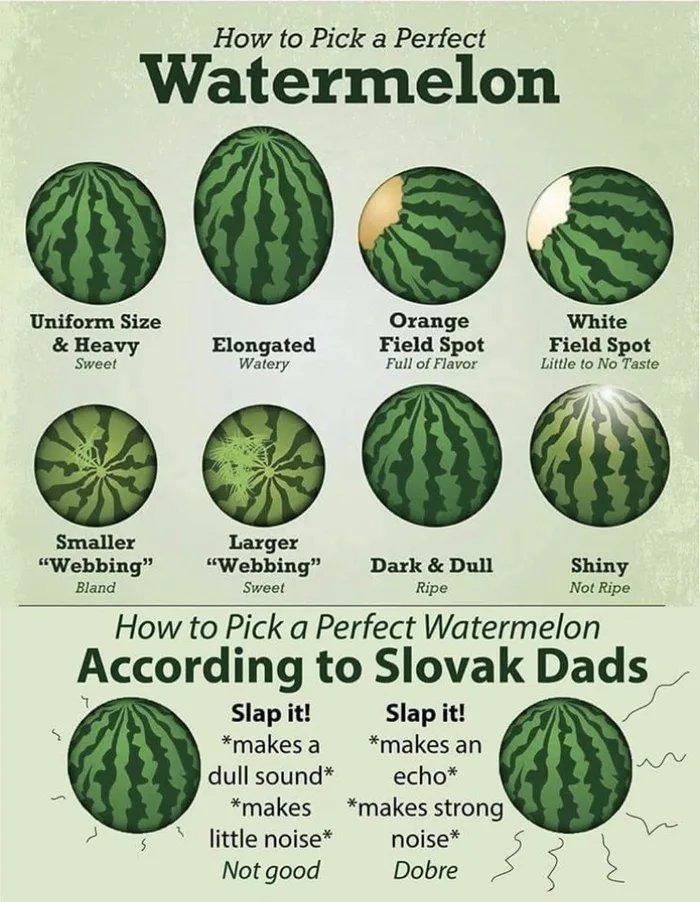 ﻿How to Pick a Perfect Watermelon Uniform Size Orange White & Heavy Elongated Field Spot Field Spot Sweet Watery Full of Flavor Little to No Taste Smaller Larger “Webbing” “Webbing” Dark & Dull Shiny Bland Sweet Ripe Not Ripe How to Pick a Perfect Watermelon According to Slovak Dads Slap