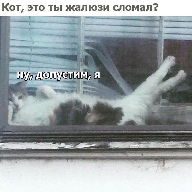 ﻿Кот, это ты жалюзи сломал?,живность,котэ,прикольные картинки с кошками,жалюзи,хоба