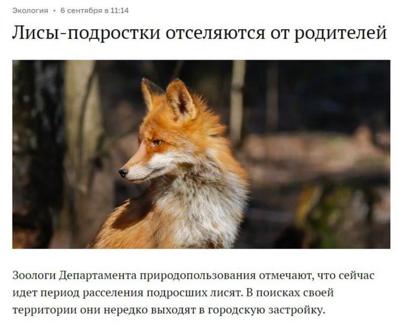 ﻿Экология • б сентября в 11:14 Лисы-подростки отселяются от родителей Зоологи Департамента природопользования отмечают, что сейчас идет период расселения подросших лисят. В поисках своей территории они нередко выходят в городскую застройку.,животные,заголовок