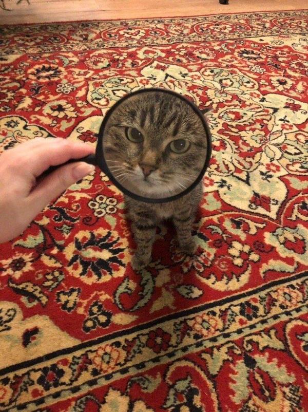 заказчик недоволен,котэ,прикольные картинки с кошками,cats,лупа,ковёр заказчик недоволен,котэ,прикольные картинки с кошками,cats,лупа,ковёр