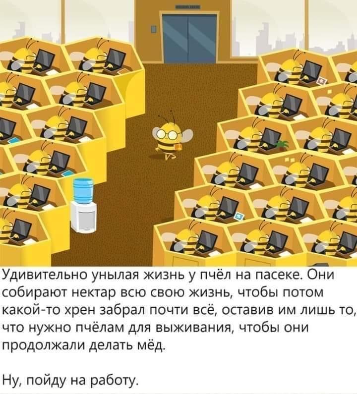 ﻿Удивительно унылая жизнь у пчёл на пасеке. Они собирают нектар всю свою жизнь, чтобы потом какой-то хрен забрал почти всё, оставив им лишь то, что нужно пчёлам для выживания, чтобы они продолжали делать мёд. Ну, пойду на работу.,картинка с текстом,работа,рабство,пасека,жизнь,Пчёлы,Насекомое
