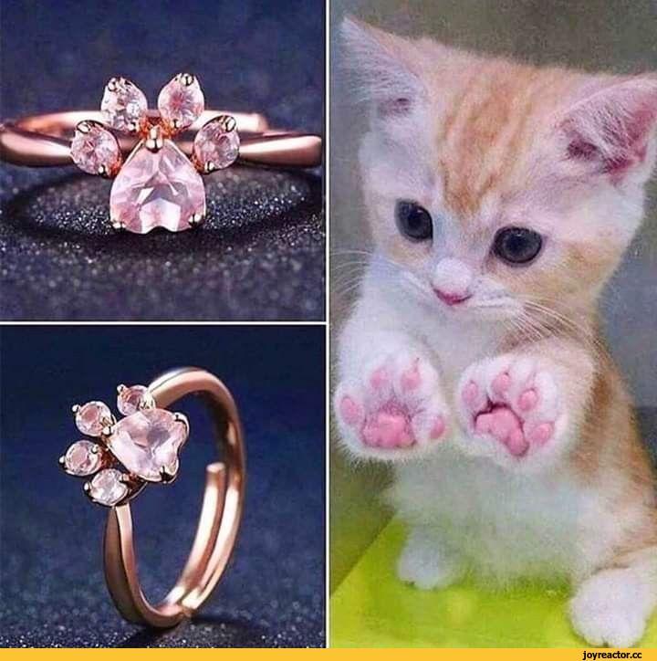 кольцо,котэ,прикольные картинки с кошками,кошачья лапка,подарок девушке,мило