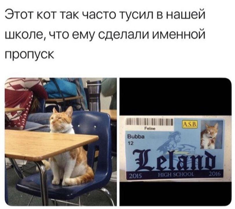 ﻿Этот кот так часто тусил в нашей школе, что ему сделали именной пропуск,котаны,гкотэ,техно-кот,кот как кот,кошко друг,котэ картинки,мое котэ,котизм,котэ комиксы,коты и образование,ламповый котэ,Кошачья Оборона,Котейко,человек и кот,котэ в шоке,котэ в школе,найди кота,личинка