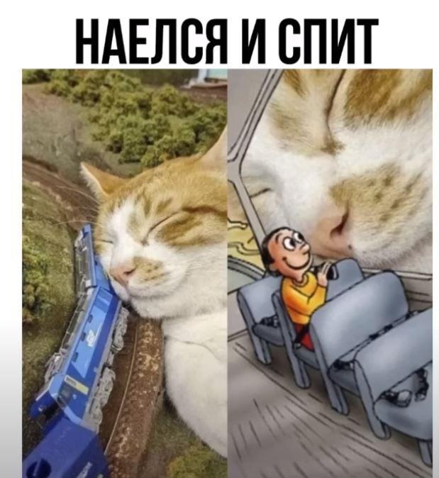 ﻿НАЕЛСЯ И СПИТ,котики,окно,радость,ЖД,поезд,сошел с рельс,гигантский кот