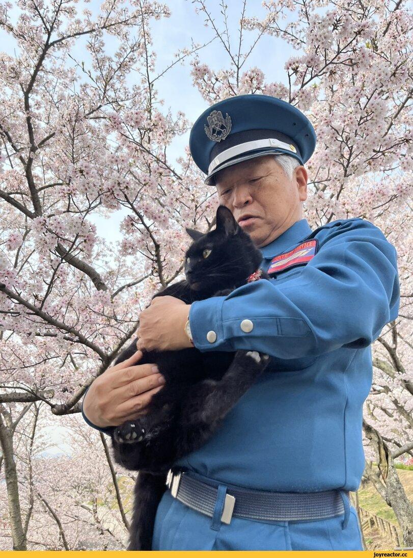 котэ,прикольные картинки с кошками,Кен Чан и Гоу Чан,твиттер,интернет,bijutsu1,сакура,Ономити
