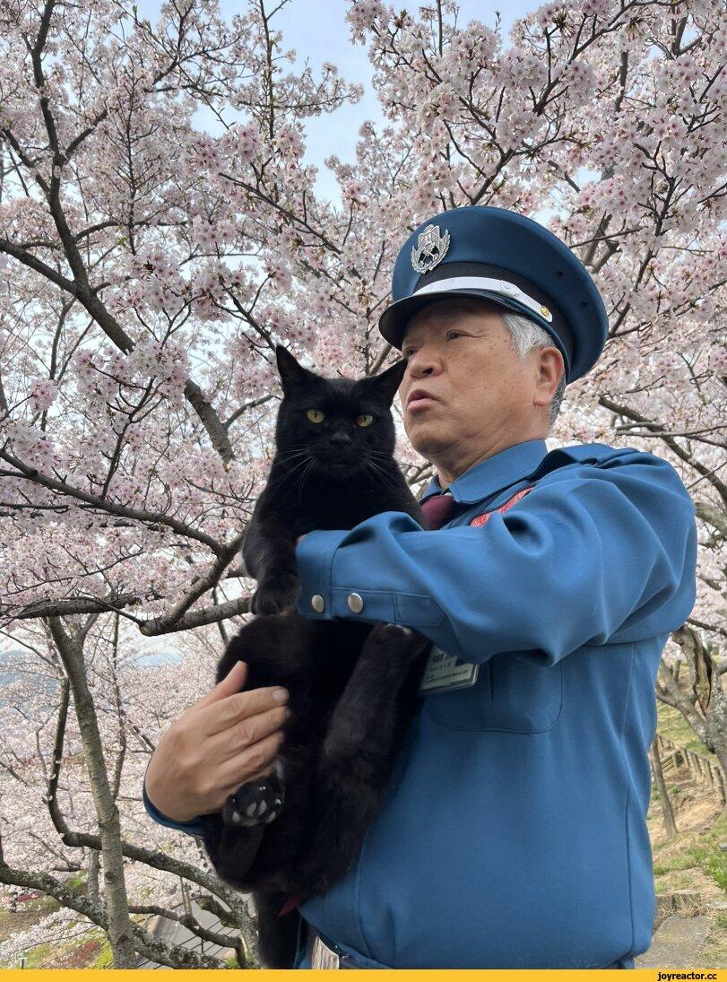котэ,прикольные картинки с кошками,Кен Чан и Гоу Чан,твиттер,интернет,bijutsu1,сакура,Ономити