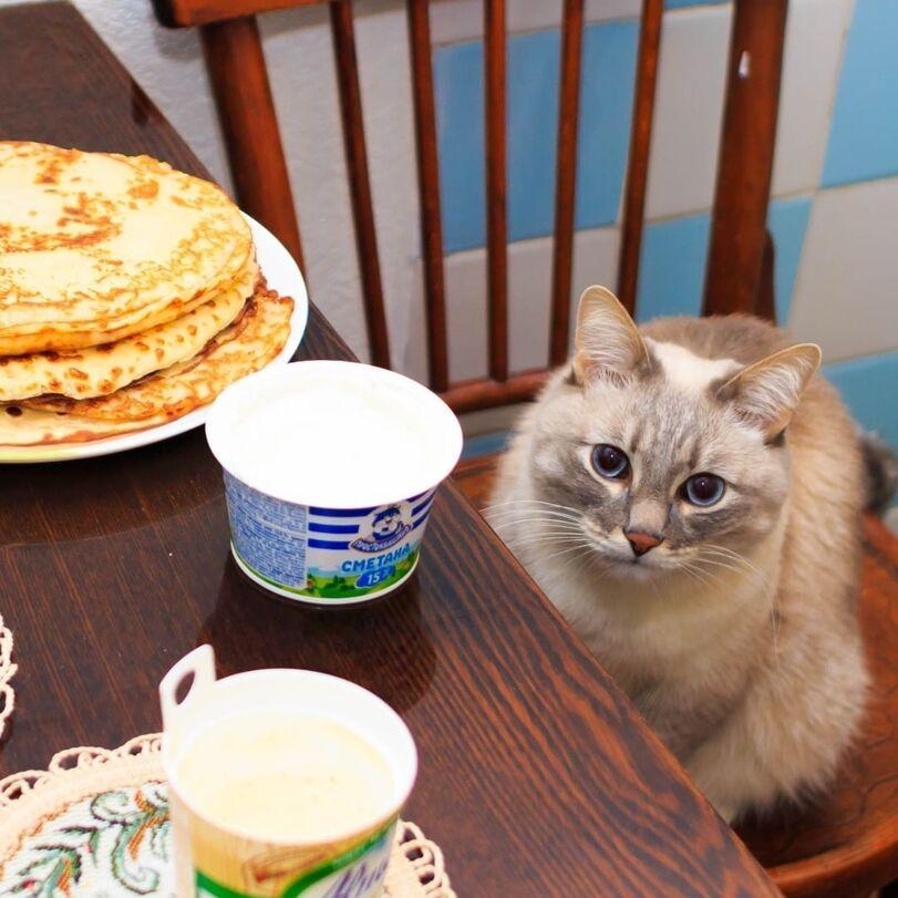 котэ,прикольные картинки с кошками,блины,Приколы про еду,кот джаз,масленица