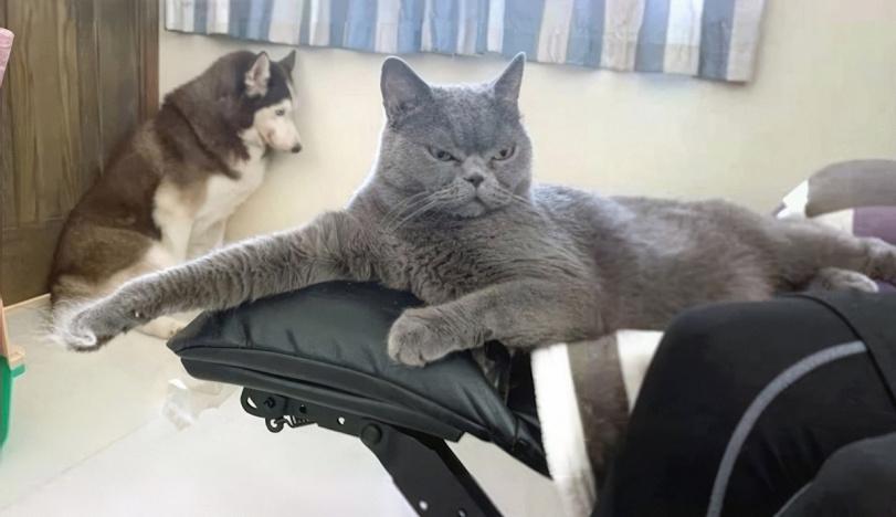 котэ,прикольные картинки с кошками,боевой трофей,хаски,husky, сибирская хаски, сибирский хаски, ,собака,собакен, песель, пес,суровость,Баян,баян, боян, баяны, бояны, баянище, боянище,псина