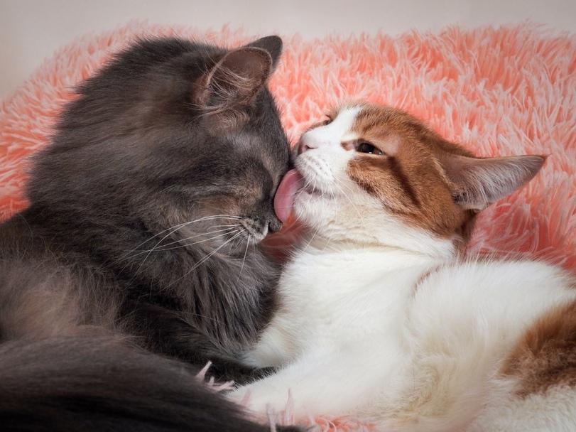 котэ,прикольные картинки с кошками,два котэ,умывашки,лизь,милота,питомцы,песочница