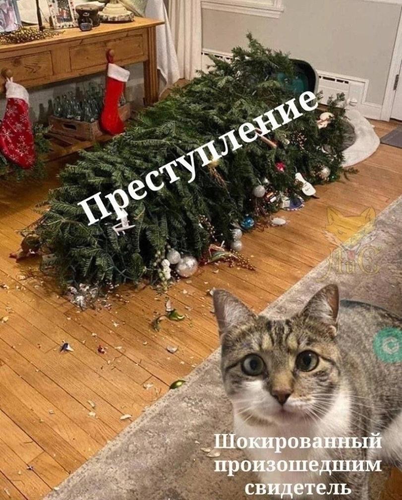 ﻿недшиметель,котэ,прикольные картинки с кошками,елка,преступление,свидетель,приколы для даунов,Новый Год,праздник,песочница
